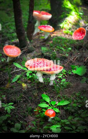 Fliegen Sie agarische Pilze im Wald Stockfoto