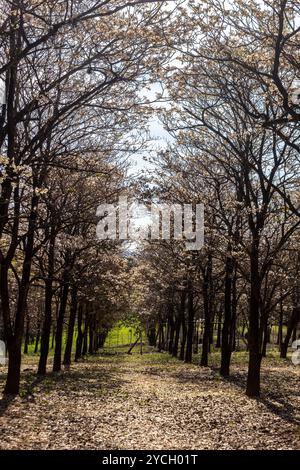 IPEs Weißer Baum blühender Hain mit selektivem Fokus in der Gemeinde Marilia Stockfoto