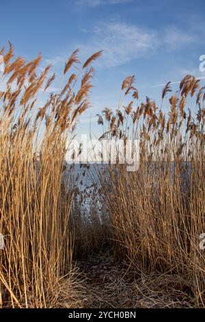 Tall Reeds an einem ruhigen Seeufer Stockfoto