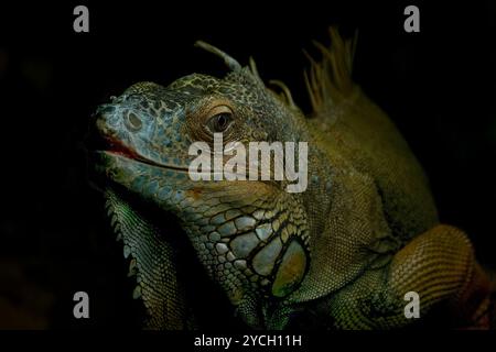 Grünes Leguanporträt mit dezenter Beleuchtung und schwarzem Hintergrund Stockfoto