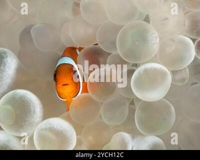 Junger westlicher Clownanemonenfisch versteckt sich zwischen den Tentakeln einer Bubble-Tip-Anemone Stockfoto