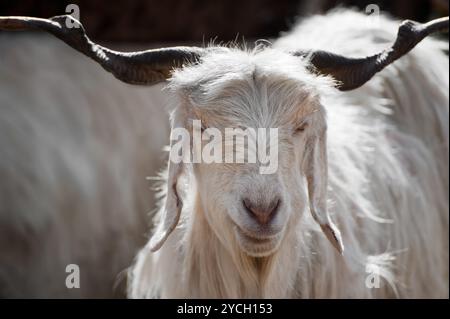 Weiße kaschmir-Ziege (Pashmina) aus dem indischen Hochland Stockfoto