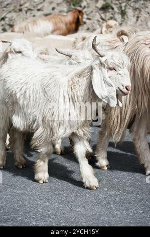 Weiße kaschmir-Ziege (Pashmina) aus dem indischen Hochland Stockfoto