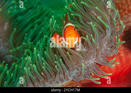 Porträt eines westlichen Clowns Anemonenfisches, der aus einer wunderschönen roten und grünen Anemone blickt Stockfoto