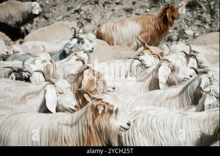 Herde von kaschmir (Pashmina) Ziegen von indischer Farm Stockfoto