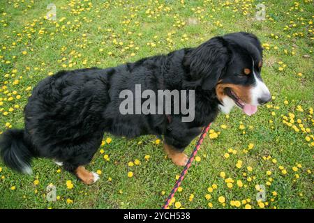 Berner Sennenhund von oben gesehen Stockfoto