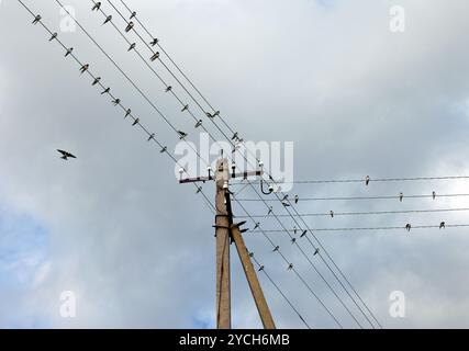 Schluckt auf elektrischen Leitungen gegen bewölkten Himmel. Stockfoto