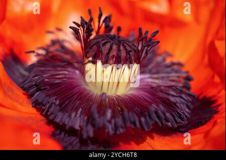 Mohn Blüte im Inneren. Makro Staubblätter und pollen Stockfoto