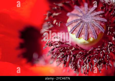 Mohn Blüte im Inneren. Makro Staubblätter und pollen Stockfoto