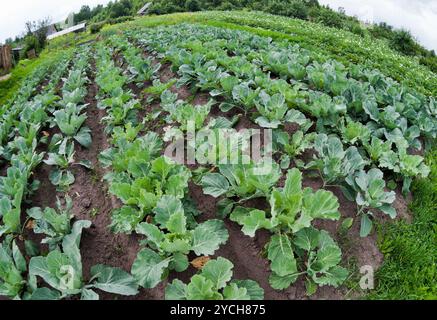 Junge grüne Kraut wächst auf dem Feld, fisheye. Stockfoto