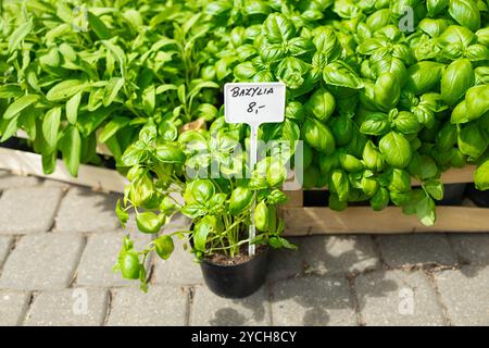Üppig grüne Basilikumblätter füllen den Rahmen, ideal für kulinarische und pflanzliche Themen, die mit gesunden Ernährung und mediterranen Küchen-Konzepten verbunden sind Stockfoto