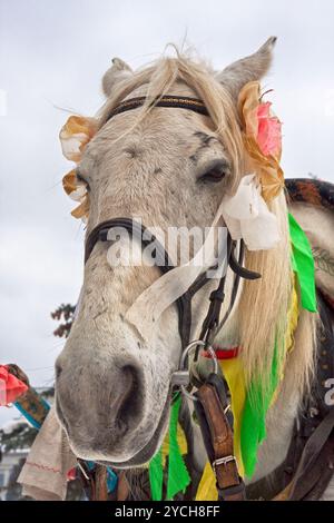 Pferd im Winter Holiday in Samara, Russland Stockfoto