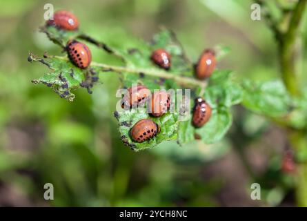 Den roten Coloradokäfer Larven ernähren sich von der Kartoffel-Blatt Stockfoto