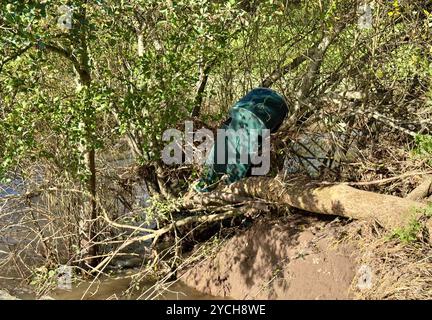 Großer grüner Kunststofftank, der nach einem Hochwasser stromabwärts gespült und in den Ästen eines Baumes neben einem kleinen Fluss gefangen wurde. Stockfoto