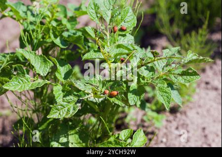 Colorado-Käfer-Larven ernähren sich von der Kartoffel-Blatt Stockfoto