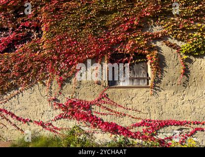 Herbstlaub an der Wand mit altem Fenster Stockfoto