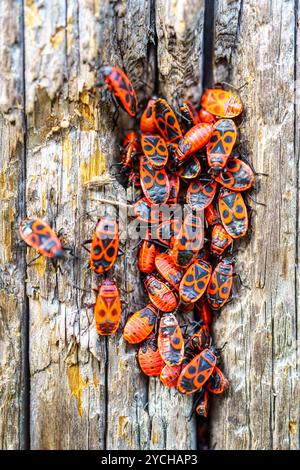 Gruppe von Feuerwanzen (Pyrrhocoris apterus) auf der Rinde eines Baumes. Stockfoto