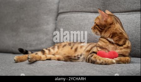 Bengalische Katze mit rotem Plüschherz. Lieblingskatze wünscht dir einen glücklichen Valentinstag. Stockfoto