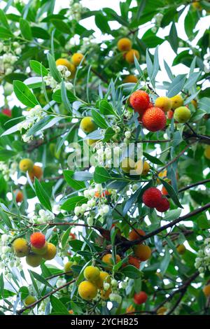 Ein immergrüner Erdbeerbaum, der in einem Garten in London wächst, mit den diesjährigen Blüten neben den Früchten aus dem letzten Jahr, die gerade erst Reifen. Stockfoto