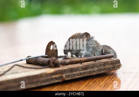 Tote Maus in einer Mausefalle Stockfoto