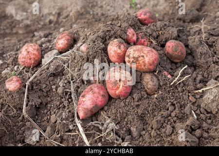 Eine erste Ernte von biologisch angebauten Frühkartoffeln, frisch aus dem Boden liegend auf dem Boden gegraben Stockfoto