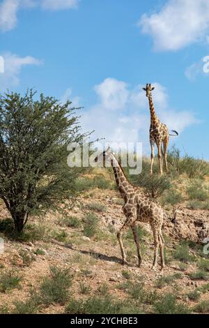 Niedliche angolanische Giraffe (Giraffa camelopardalis angolensis), in Kalahari, grüne Wüste nach der Regenzeit. Kgalagadi Transfrontier Park, Südafrika wild Stockfoto