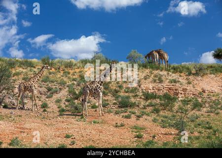 Niedliche angolanische Giraffe (Giraffa camelopardalis angolensis), in Kalahari, grüne Wüste nach der Regenzeit. Kgalagadi Transfrontier Park, Südafrika wild Stockfoto