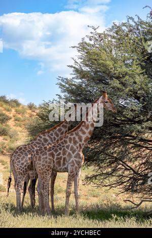 Niedliche angolanische Giraffe (Giraffa camelopardalis angolensis), in Kalahari, grüne Wüste nach der Regenzeit. Kgalagadi Transfrontier Park, Südafrika wild Stockfoto