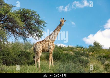 Niedliche angolanische Giraffe (Giraffa camelopardalis angolensis), in Kalahari, grüne Wüste nach der Regenzeit. Kgalagadi Transfrontier Park, Südafrika wild Stockfoto