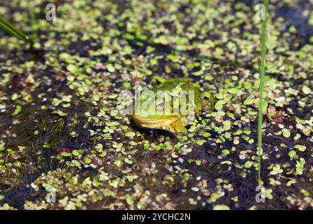 Seefrosch (außer Ridibundus) Schwimmen unter Wasserpflanzen Stockfoto