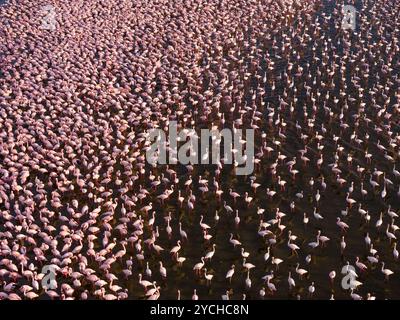 Ein atemberaubender Blick aus der Luft auf Tausende von Flamingos, die sich in einem riesigen See in Kenia versammelt haben und ein faszinierendes Muster aus rosa und schwarzem Kontrast erzeugen. Stockfoto