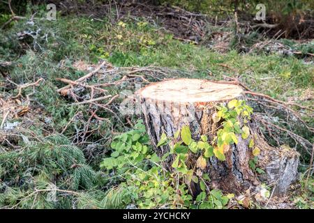 Kiefernstumpf im Wald im Herbst mit abgefallenen Ästen und grünem Laub Stockfoto