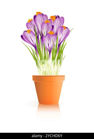 Frühlingsgarten. Krokusblüten im Topf auf weißem Hintergrund. Vektor-eps10-Illustration Stockfoto