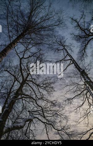 Grunge-Bild von dunklem Wald, perfekter halloween-Hintergrund Stockfoto