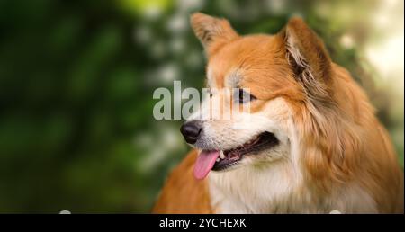 Junger Corgi weiblicher Hund gegen verschwommenes Laub Hintergrund mit leerem Raum Nahaufnahme Porträt des süßen flauschigen Corgi Hundes in einer Frühlings-Natur Landschaft. Stockfoto