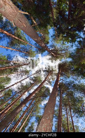 Hohen Kiefern im Wald gegen blauen Himmel Stockfoto