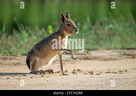 Einsamer patagonischer Mara, der auf dem Boden sitzt und seine Pfote im Al Marmoom Desert Conservation Reserve in Dubai, Vereinigte Arabische Emirate, hochgezogen wird. Rufen Sie auch an Stockfoto