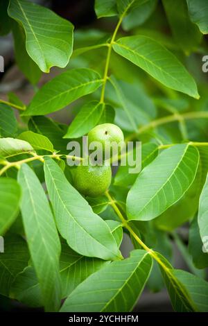 Grüne Walnüsse wachsen auf einem Baum Stockfoto