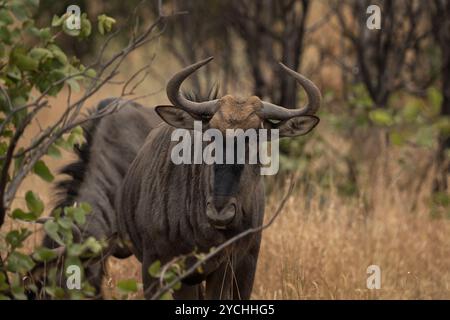 Gnus versteckt sich hinter Busch im Kruger-Nationalpark. Gewöhnliche Tiere auf Safari in Afrika. Stockfoto