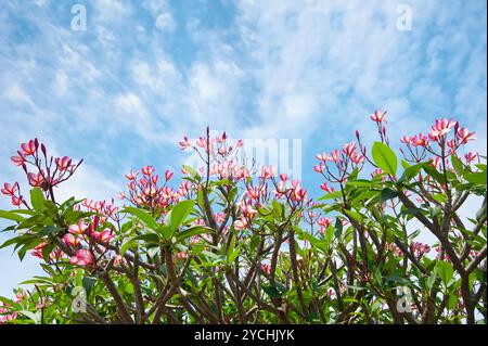 Rosafarbene Blüten des tropischen Baumes Frangipani Stockfoto