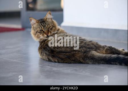 Eine Tabbykatze liegt bequem auf einem glatten Fliesenboden und genießt die Wärme der Sonne in einer ruhigen Innenumgebung. Sein neugieriger Blick fängt eine Pässe ein Stockfoto