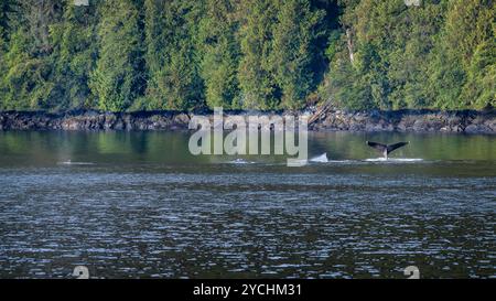 Buckelwale (Megaptera novaeangliae) fressen und reisen in einem Kanal durch den Great Bear Rainforest in British Columbia, Kanada Stockfoto