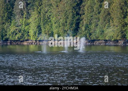 Buckelwale (Megaptera novaeangliae) fressen und reisen in einem Kanal durch den Great Bear Rainforest in British Columbia, Kanada Stockfoto