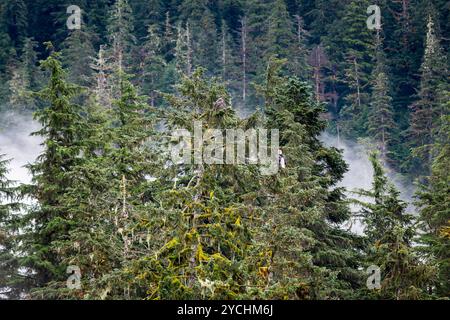 Eine moosige Gruppe von Bäumen, umgeben von Nebel, bietet eine Ruhestätte für mehrere Weißkopfseeadler in Kynoch Inlet, British Columbia Stockfoto