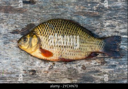 Live Süßwasserfische Karpfen auf einem Holzbrett Stockfoto