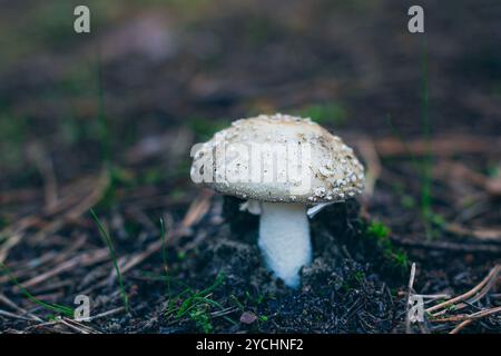 Amanita Pantherina, auch bekannt als Panther Cap, False Blusher und Panther Amanita: Heilung und Heilpilz im Wald. Kann für Mikrodosierung, spirituelle Praktiken und schamanische Rituale verwendet werden Stockfoto