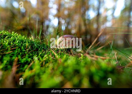 Die braune Lorbeerbolete wächst in ihrer natürlichen Umgebung, in der Waldstreu. Stockfoto