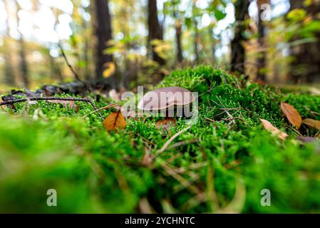 Die braune Lorbeerbolete wächst in ihrer natürlichen Umgebung, in der Waldstreu. Stockfoto