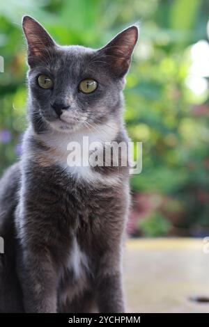 Nahaufnahme einer grauen Katze mit auffälligen gelben Augen, die ihren Kopf in einem üppig grünen Garten neigt. Die Katze neugieriger Ausdruck und fesselnde Pose. Stockfoto