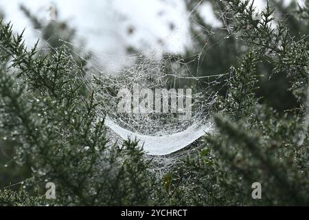 Spinnennetz oder Spinnennetz auf Ginsterstrauch Ulex europaeus Oktober UK Stockfoto